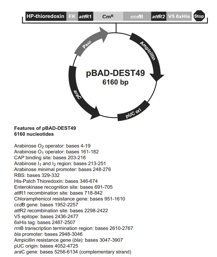 pBAD-DEST49载体图谱